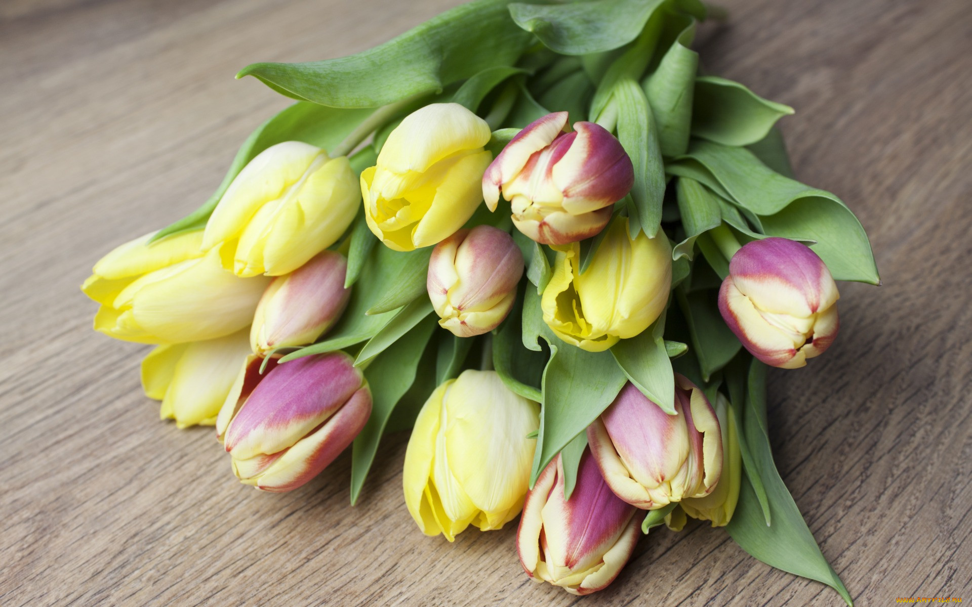 , ,  , bouquet, flowers, , tulips
